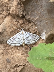 Conchylodes ovulalis