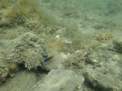 Stegastes leucostictus