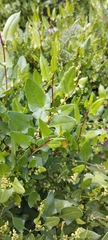 Muehlenbeckia hastulata