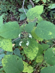 Hydrangea arborescens