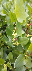 Muehlenbeckia hastulata