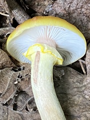 Physalacriaceae