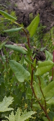 Muehlenbeckia hastulata