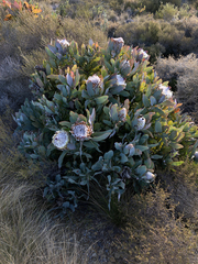 Protea magnifica