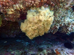 Porifera