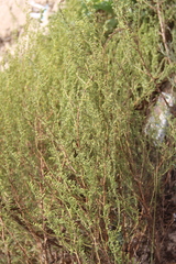 Artemisia arenaria