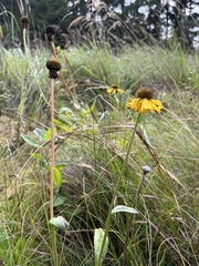 Helenium bolanderi