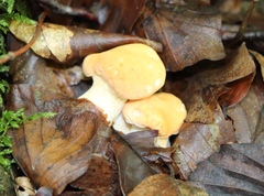 Hydnum repandum