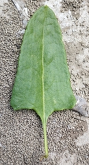Muehlenbeckia hastulata