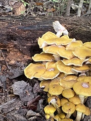 Physalacriaceae