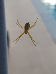 Argiope