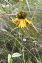Helenium bolanderi