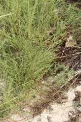 Artemisia arenaria