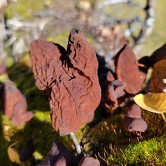 Gyromitra infula