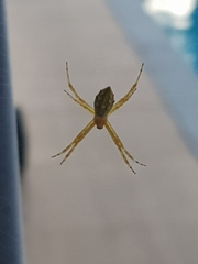 Argiope