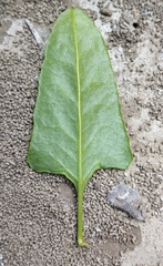 Muehlenbeckia hastulata