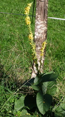 Verbascum nigrum