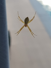 Argiope