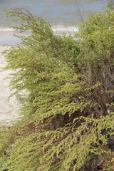 Artemisia arenaria