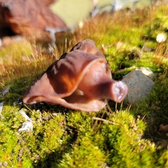 Gyromitra infula