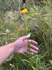 Helenium bolanderi