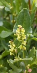 Muehlenbeckia hastulata
