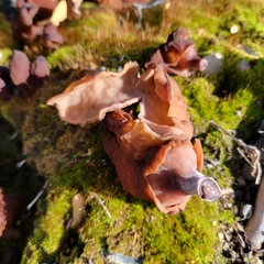 Gyromitra infula