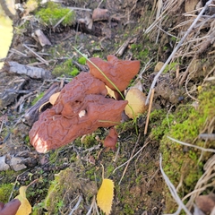 Gyromitra infula