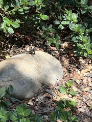 Sceloporus occidentalis longipes