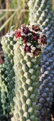 Euphorbia caput-medusae
