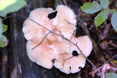 Cerioporus squamosus