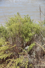 Artemisia arenaria