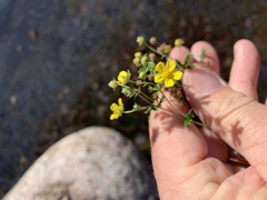 Potentilla argentea