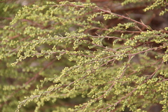 Artemisia arenaria