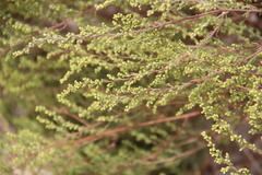 Artemisia arenaria