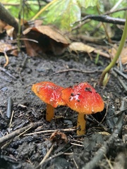 Hygrocybe