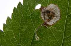Stigmella plagicolella