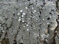 Pertusaria