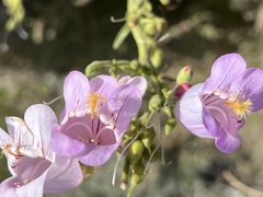 Penstemon palmeri