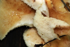 Cerioporus squamosus