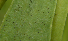 Erysiphe aquilegiae ranunculi