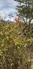 Mimosa albida