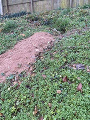 Vulpes vulpes fulvus