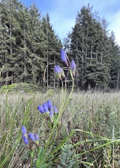 Gentiana sceptrum