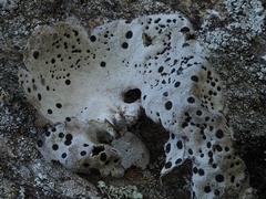 Umbilicaria crustulosa