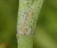 Erysiphe aquilegiae ranunculi