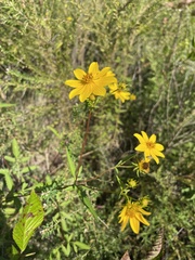Bidens aristosa