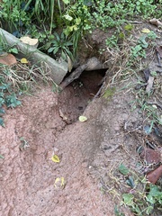 Vulpes vulpes fulvus