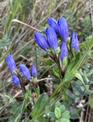 Gentiana sceptrum