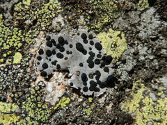 Umbilicaria crustulosa